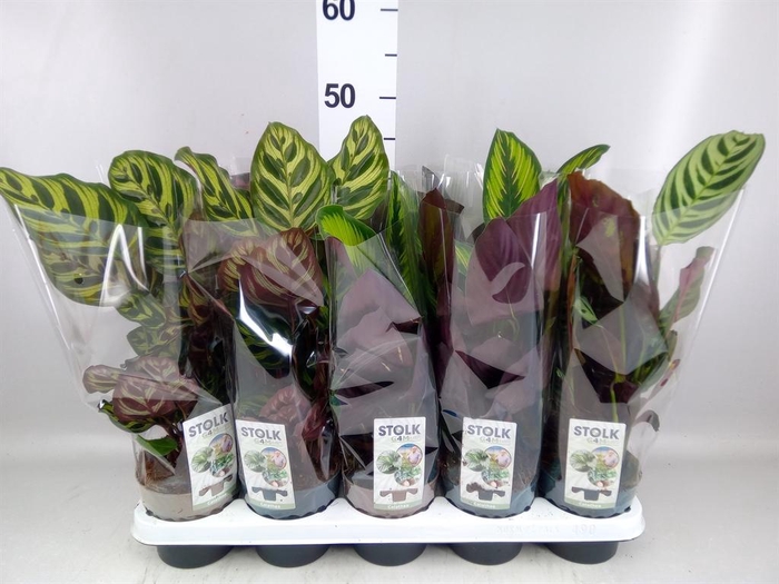 <h4>Calathea   ...mix 5</h4>