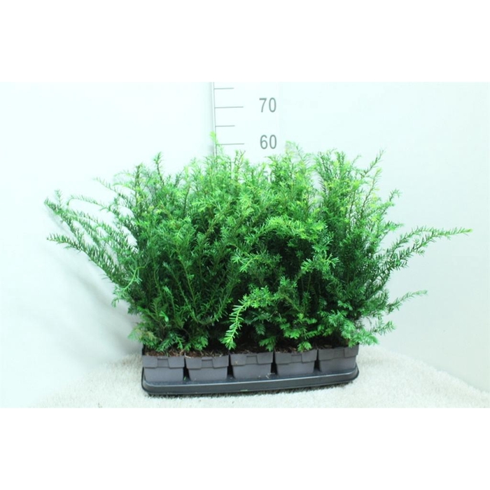 <h4>Taxus baccata</h4>