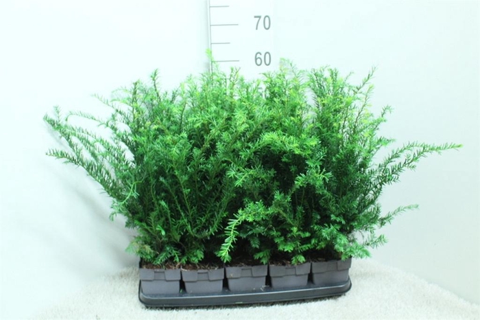 <h4>Taxus baccata</h4>