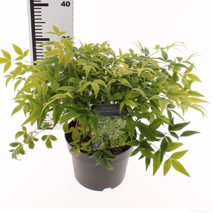 Nandina domestica 'Lemon and Lime'