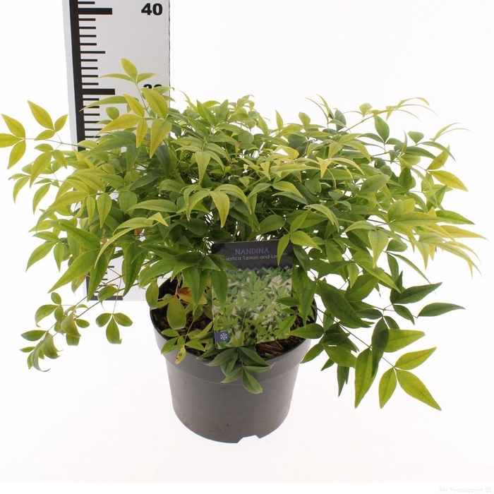 <h4>Nandina domestica 'Lemon and Lime'</h4>