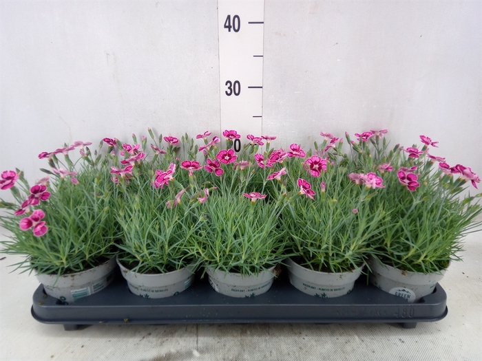 <h4>Dianthus car. 'Mountain Frost Pink'</h4>