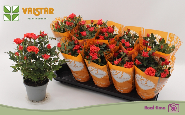 <h4>RO LOTZ OF ORANGE</h4>