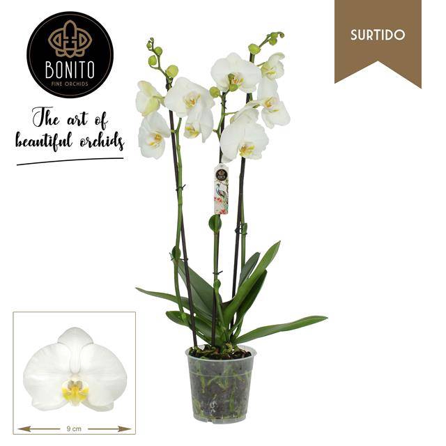 <h4>PHAL WHITE NOTTINGHAM 3-TAK</h4>