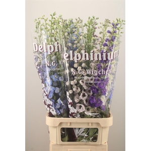 Delph El Dewi Mixed In The Bunch