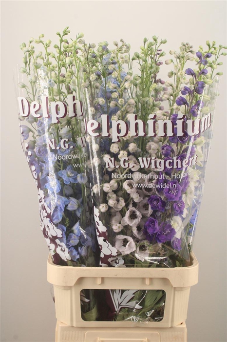 <h4>Delph El Dewi Mixed In The Bunch</h4>