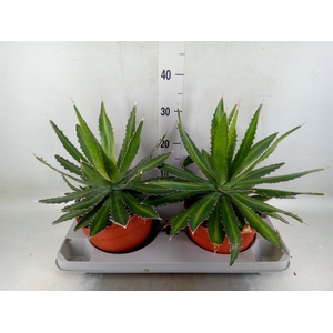 Agave lophantha