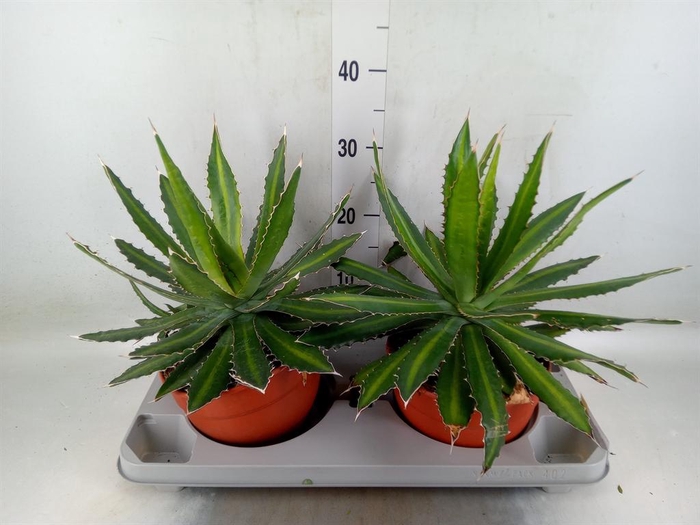 <h4>Agave lophantha</h4>