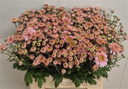 <h4>CHR T DANIELLE ROSE</h4>