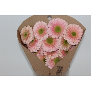 GERBERA ROMELLA < 050 CM > 10 CM DIAM