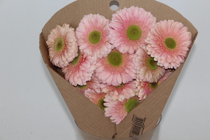 <h4>GERBERA ROMELLA < 050 CM > 10 CM DIAM</h4>