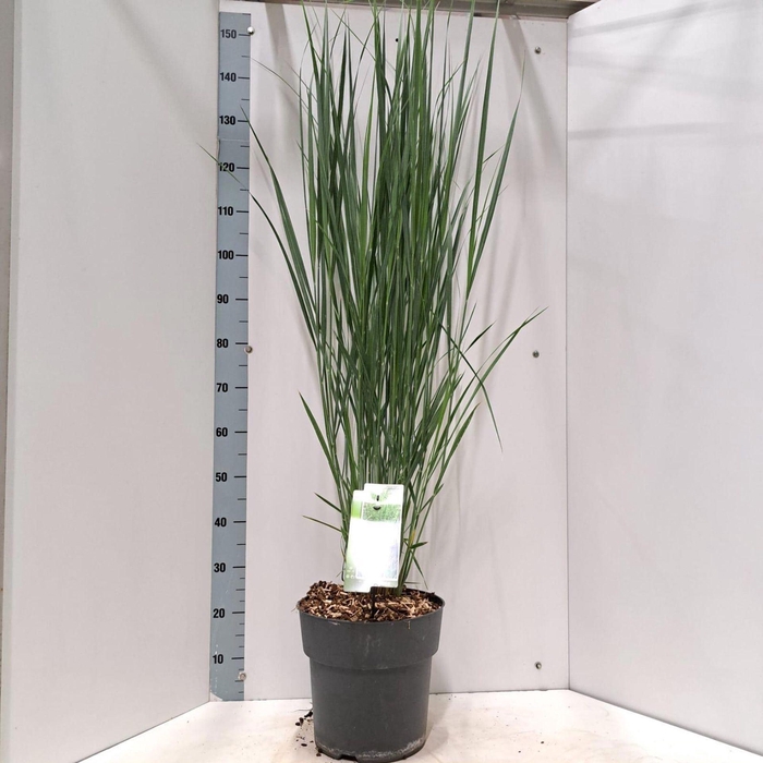 <h4>Panicum virgatum</h4>