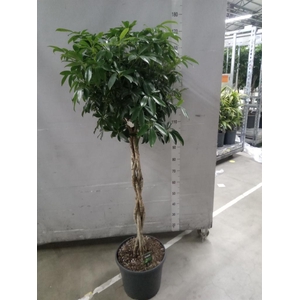 Schefflera arbor. 'Compacta'