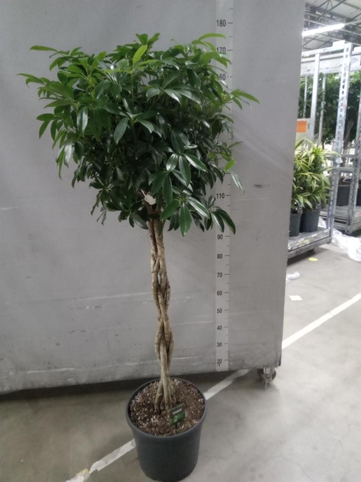 <h4>Schefflera arbor. 'Compacta'</h4>