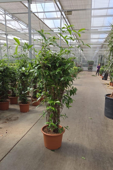 <h4>Dracaena surculosa</h4>