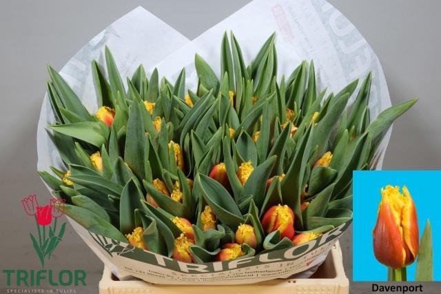 <h4>TU FR DAVENPORT</h4>