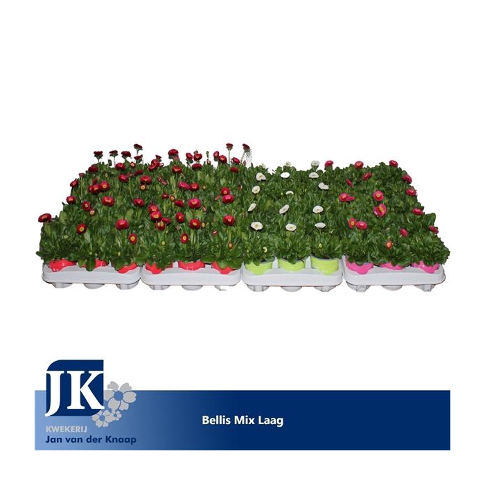 <h4>Bellis TST mix laag</h4>