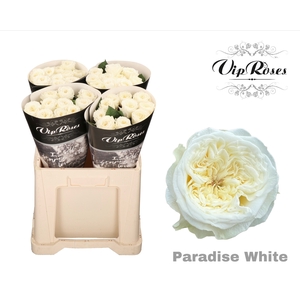 R GR PARADISE WHITE x40 588