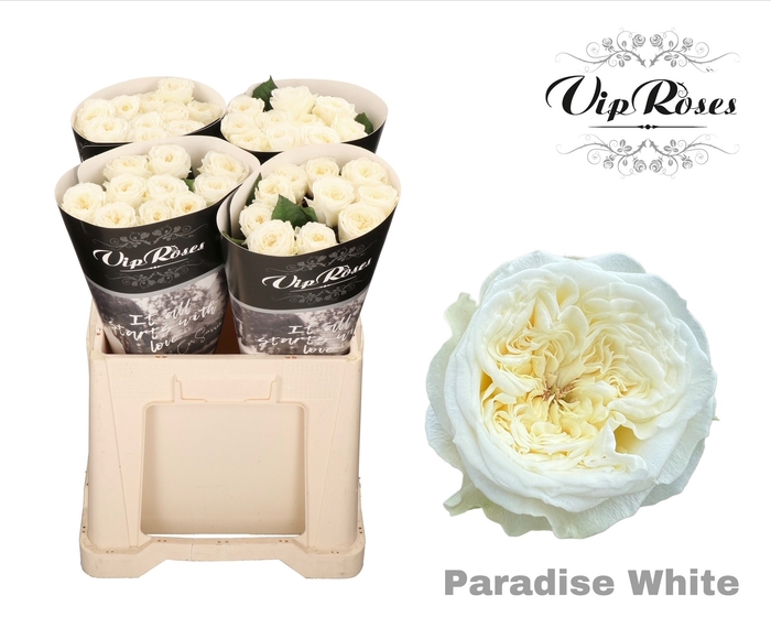 <h4>R GR PARADISE WHITE x40 588</h4>