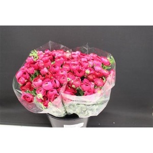 Ranonkel Zwaar Hot Pink