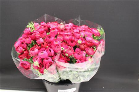 <h4>Ranonkel Zwaar Hot Pink</h4>