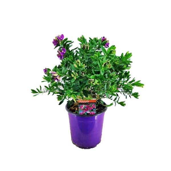 <h4>Polygala myrtifolia</h4>