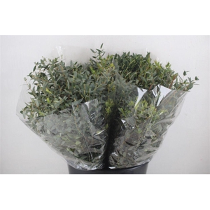 Euca Parvifolia Short 150gr P Bunch