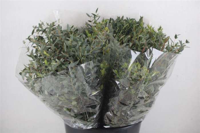 <h4>Euca Parvifolia Short 150gr P Bunch</h4>