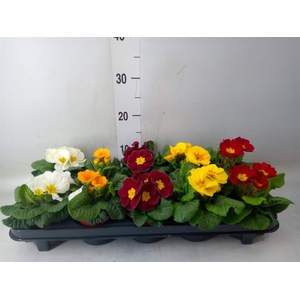 Primula ac.   ...mix