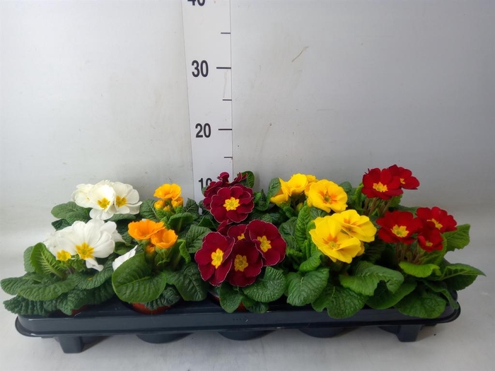 <h4>Primula ac.   ...mix</h4>