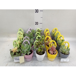 Succulents   ...mix 5