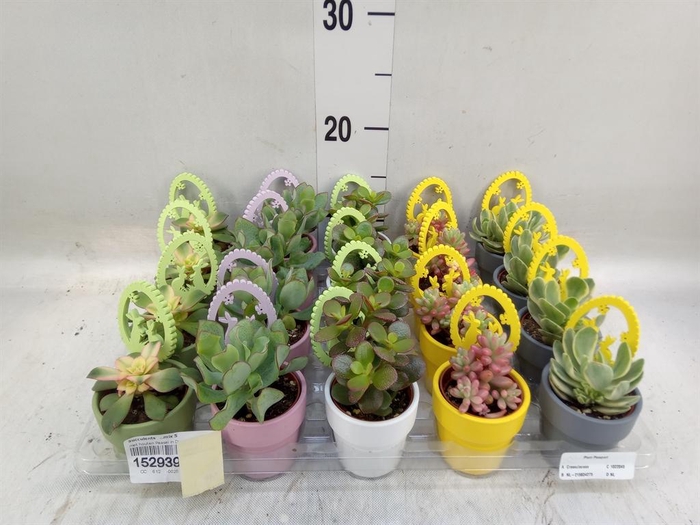 <h4>Succulents   ...mix 5</h4>