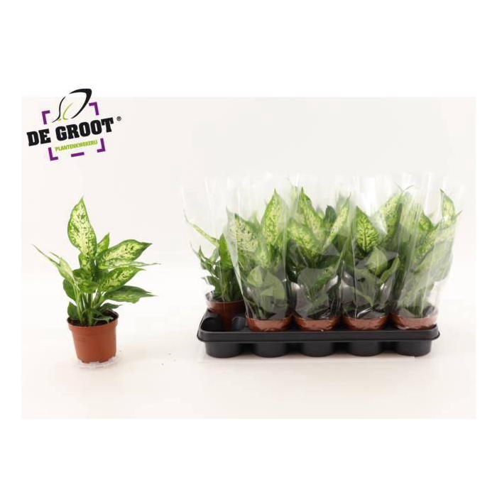 <h4>DIEFF COMPACTA</h4>