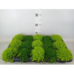 Soleirolia soleirolii   ...mix 2