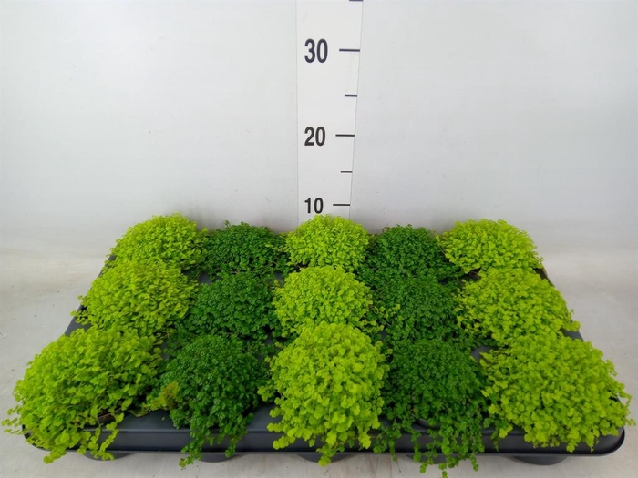 <h4>Soleirolia soleirolii   ...mix 2</h4>