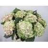 Hydrangea royal amigo