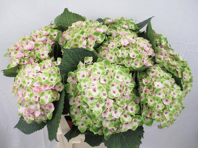 Hydrangea royal amigo