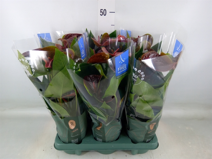 <h4>Anthurium andr. 'Essencia'</h4>