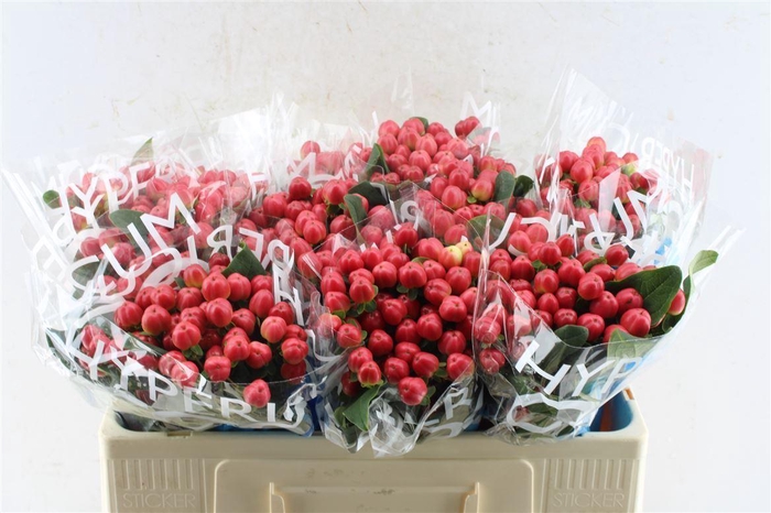 <h4>Hyp Coco Tango Red</h4>