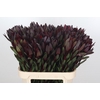 Leucadendron Saf Sunset Dark R.