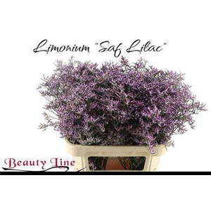 Lim Safora Lilac