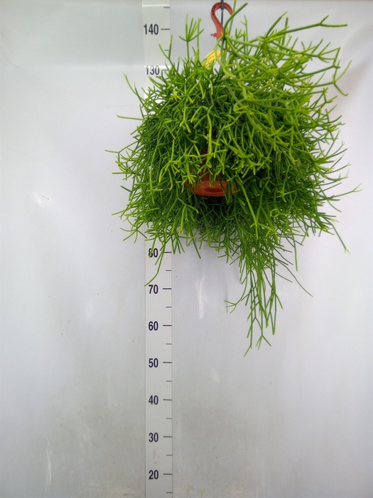 <h4>Rhipsalis heteroclada</h4>