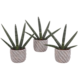 Sansevieria Cylindrica Handshake in Ø15cm Ceramic NT668