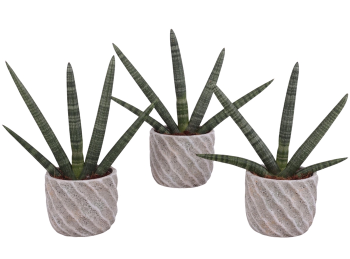 <h4>Sansevieria Cylindrica Handshake in Ø15cm Ceramic NT668</h4>