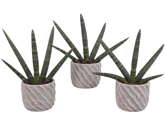 <h4>Sansevieria Cylindrica Handshake in Ø15cm Ceramic NT668</h4>