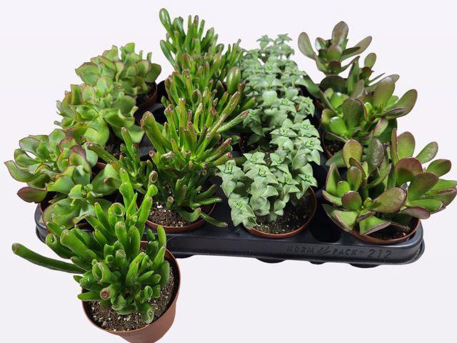 <h4>Crassula   ...</h4>