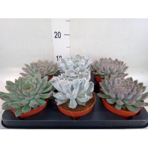 Echeveria   ...mix