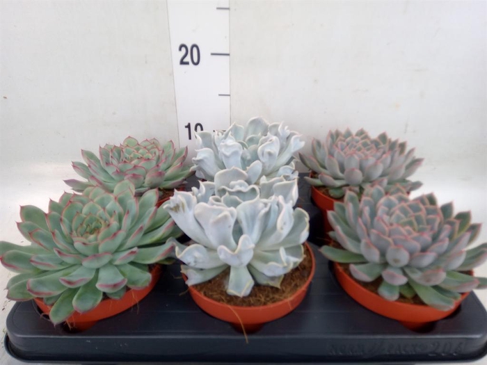 <h4>Echeveria   ...mix</h4>