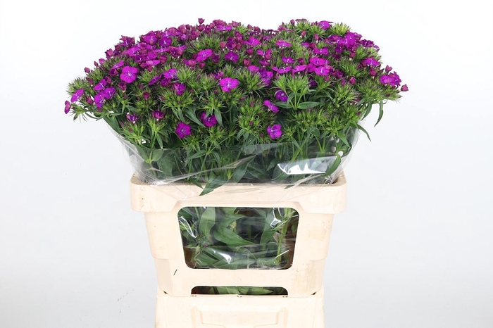 <h4>Di Barb Am Neon Purple</h4>