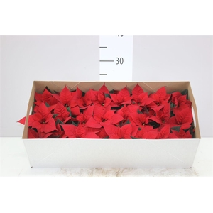 Euphorbia P Mini Chr Feelings